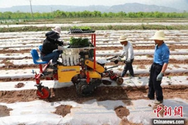 深金优配 青海民和：千亩供港蔬菜基地迎来菜苗移栽期